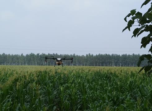 農田里的“戰斗機”——沙苑農場開展植保飛機防控玉米粘蟲災害