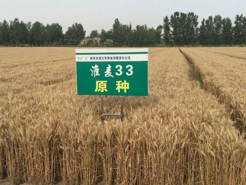 陜西農墾大華種業公司自有小麥新品種“淮麥33”畝產突破1200斤