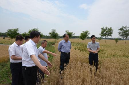 儲備糧公司領導深入開展夏糧生產及市場調研工作
