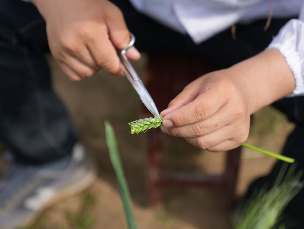 新華社：培育優質種子 青春力量在行動