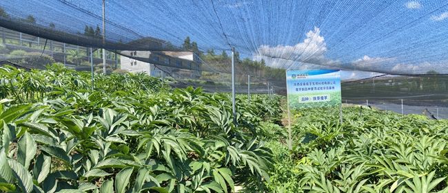 助云貴川陜4省1000余名群眾增收 陜西糧農集團開出靠魔芋“惠農”好清單