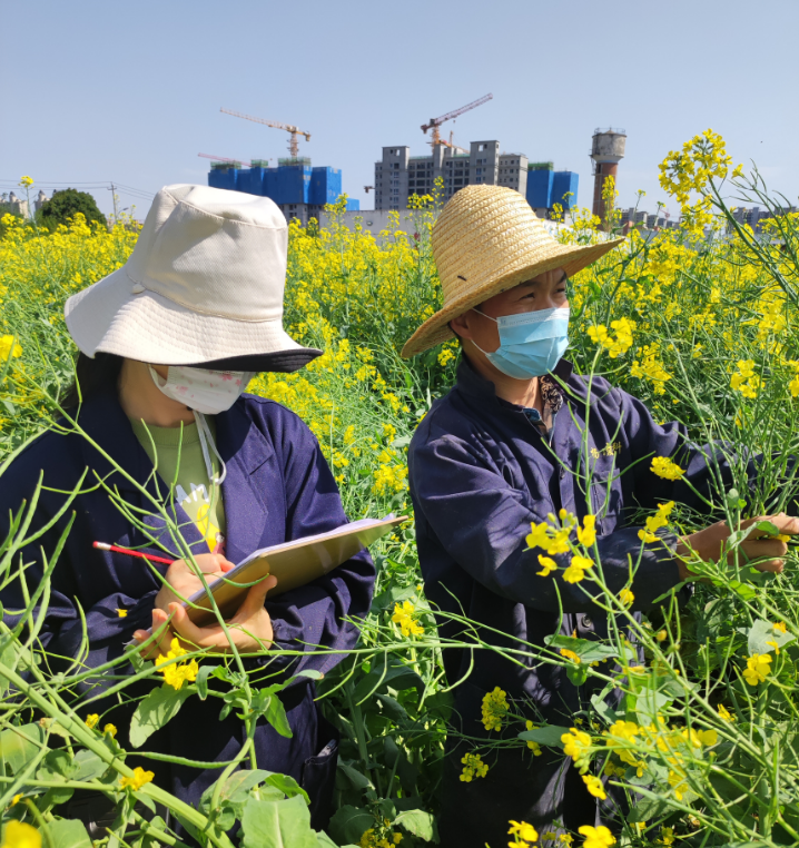 種業集團：楊凌高科全力以赴開展油菜品種田間純度鑒定和“兩菜”市場調研活動